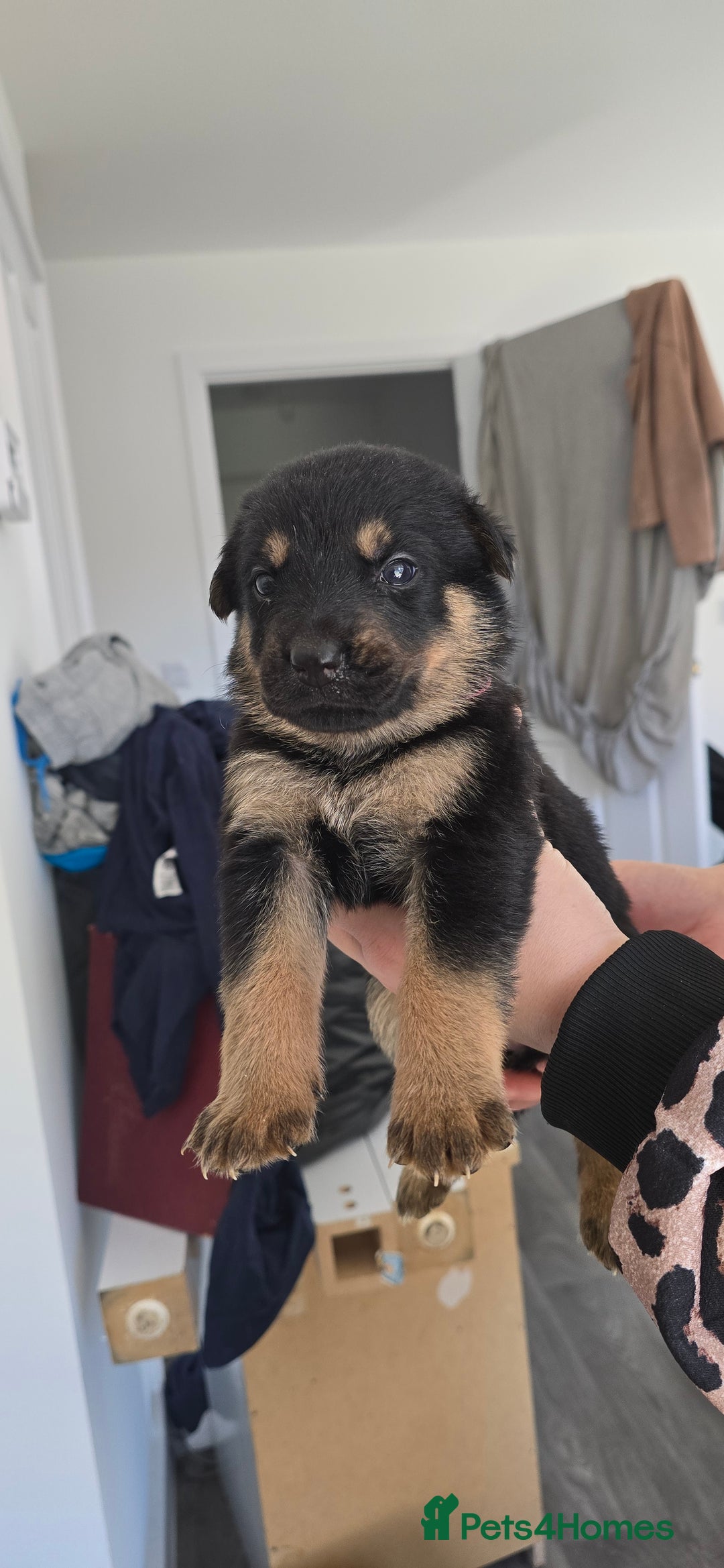 Mixed Breed dogs for sale: Rottweiler × german shepherd puppies - Image 17
