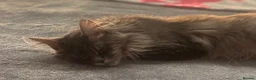 Maine Coon cats for sale: Beautiful TICA Registerered Maine Coon Girl - Advert 5