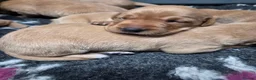 Labrador Retriever dogs for sale: Beautiful KC Registered Fox Red Labrador Puppies  - Advert 5