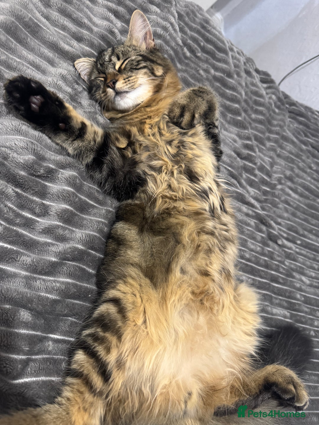 Domestic Shorthair cats for sale: FREE - 2 sweet cats to be rehomed  - Image 11