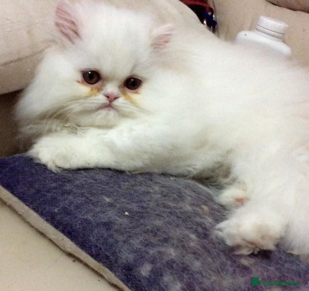 Persian cats for sale: White Persian/Blue Cream Persian Kittens for sale - Advert 5