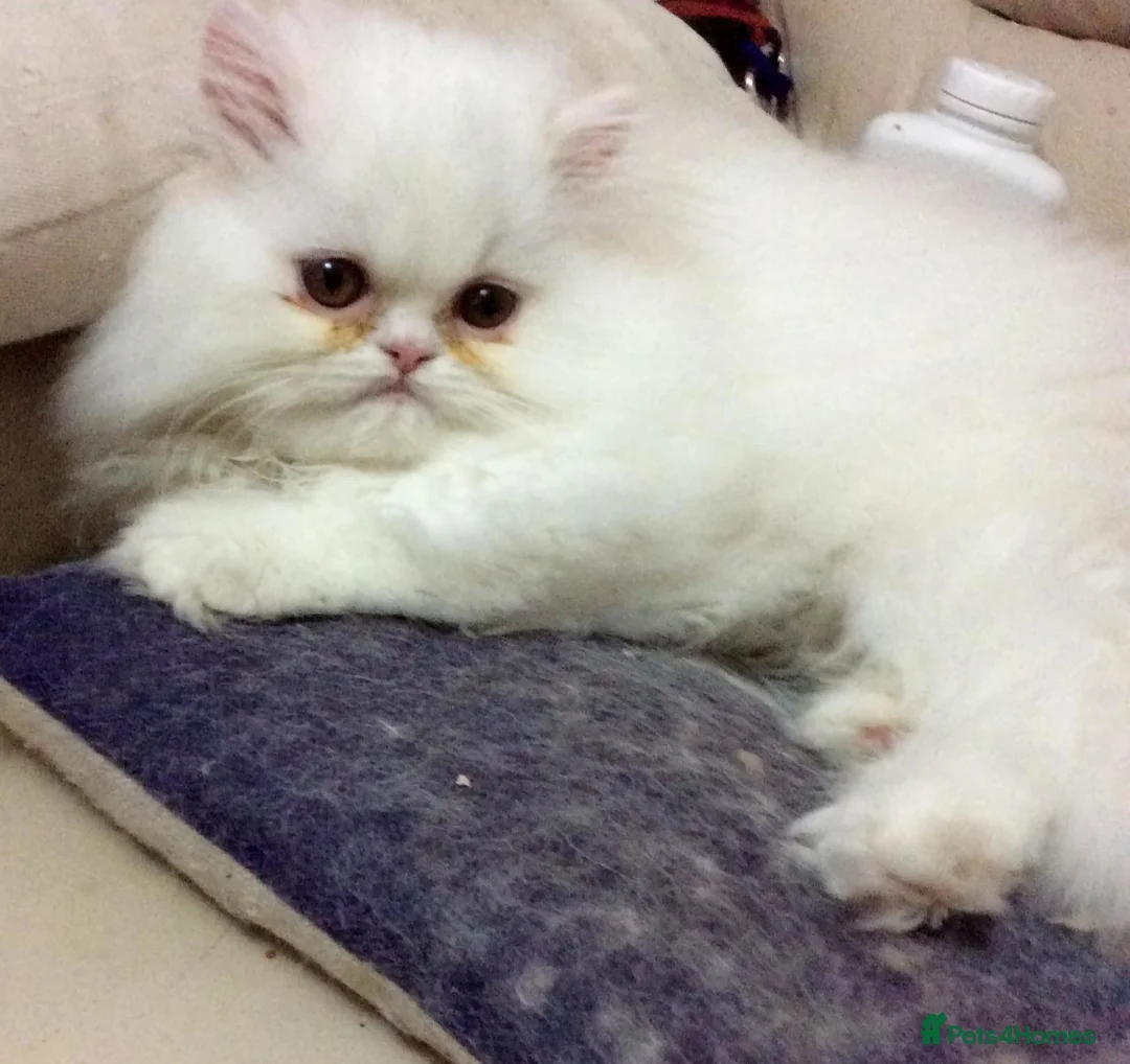 Persian cats for sale: White Persian/Blue Cream Persian Kittens for sale - Advert 5