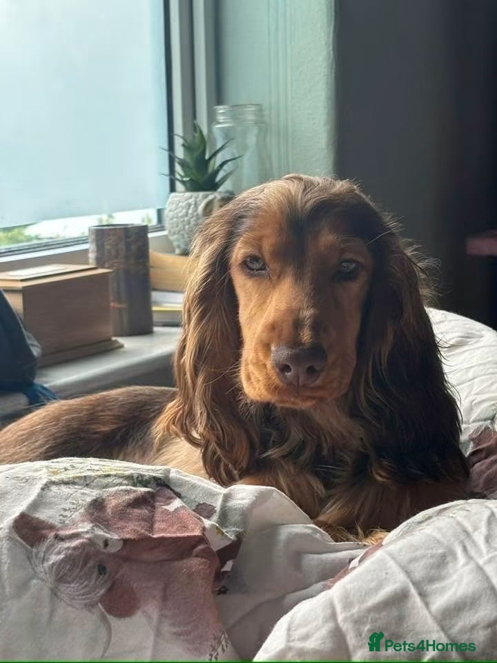 Cocker Spaniel dogs Rehoming Girl cocker spaniel - Advert 2