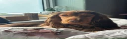 Cocker Spaniel dogs for sale: Rehoming Girl cocker spaniel - Advert 1