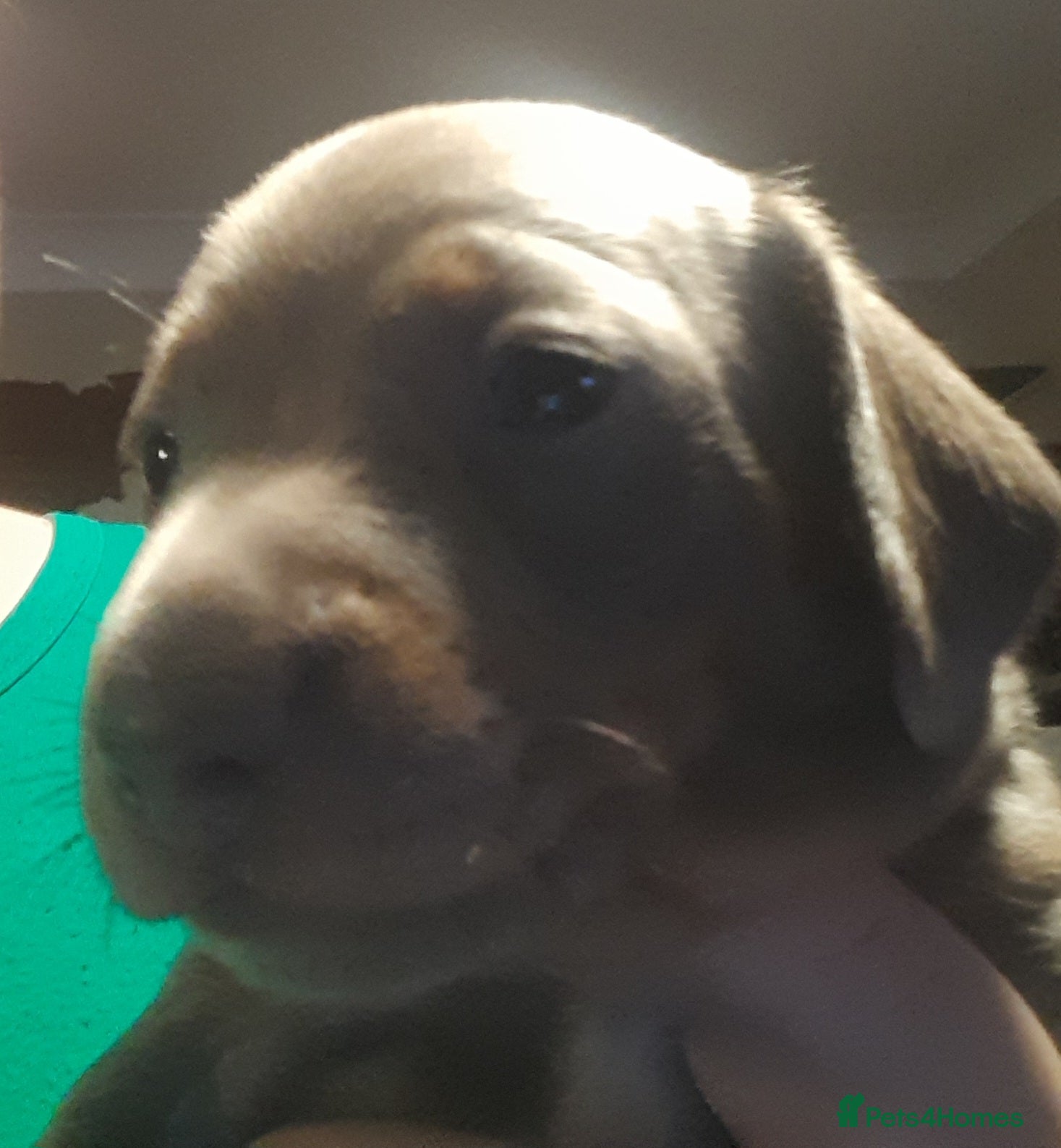 Miniature Dachshund dogs 1 Isabella male left - 9 KC reg mini dachshunds  - Advert 2