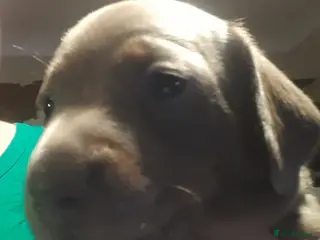 Miniature Dachshund dogs 1 Isabella male left - 9 KC reg mini dachshunds - Advert 2