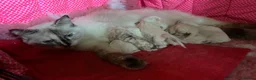 Ragdoll cats for sale: Beautiful ragdolls  - Advert 2