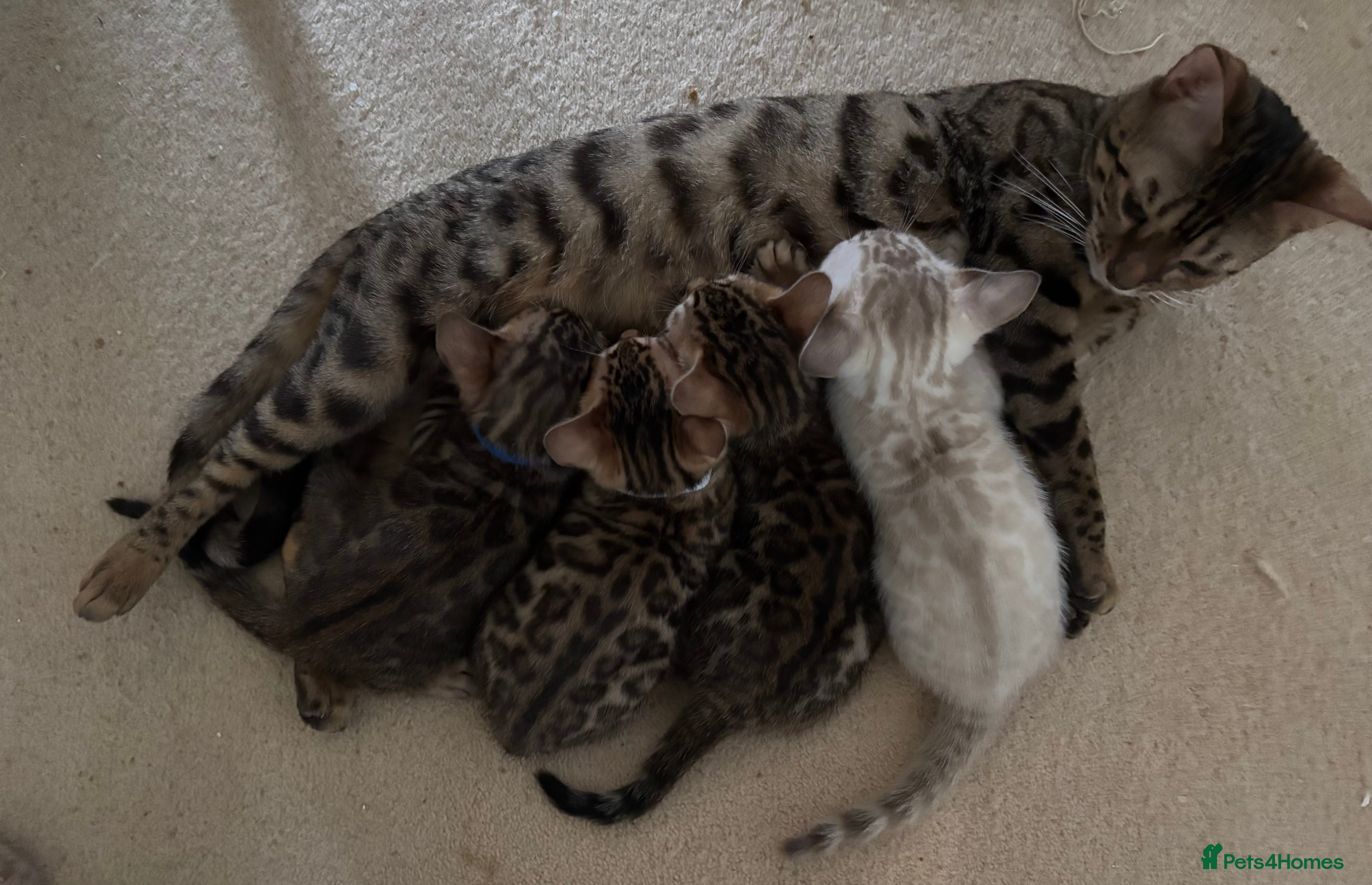 Bengal cats Bengal kittens 1 snow lynx 3 brown - Advert 1