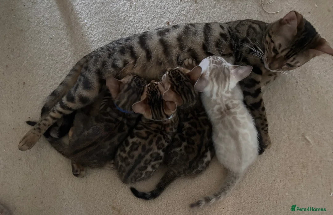 Bengal cats for sale: Bengal kittens 1 snow lynx 3 brown - Advert 2