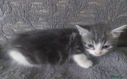 Mixed Breed cats for sale: What you can write about kittens?)Amazing and kind - Image 4