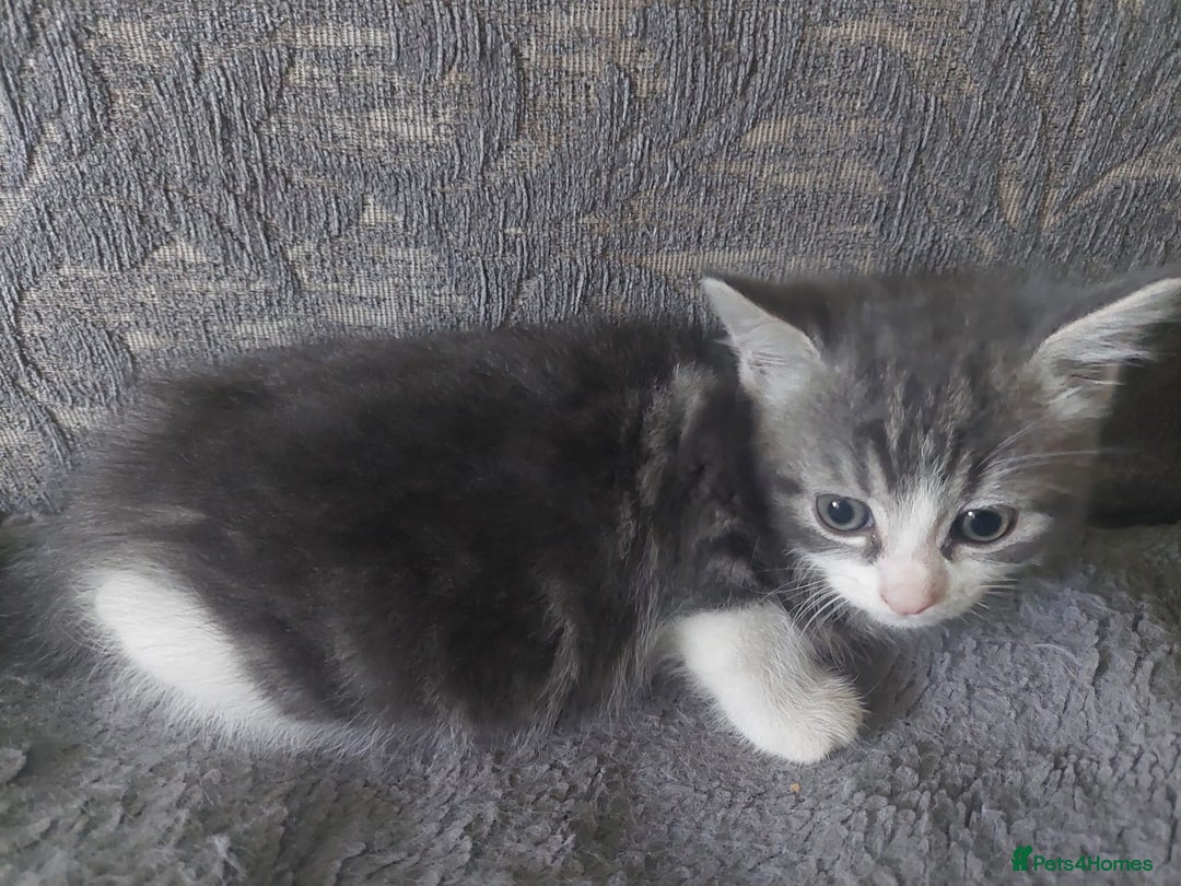 Mixed Breed cats for sale: What you can write about kittens?)Amazing and kind - Image 4