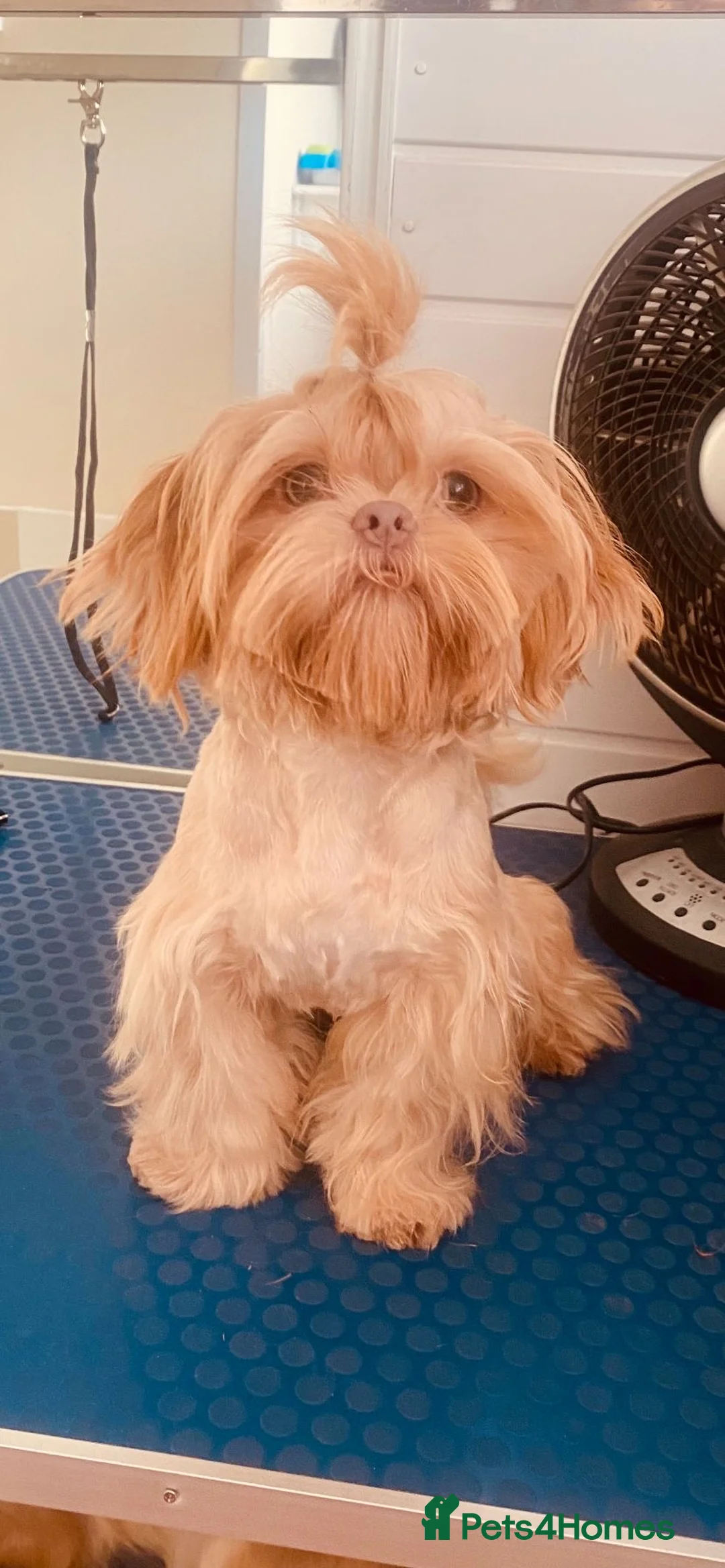 Shih Tzu dogs for stud: Lavender shih tzu stud in Doncaster - Advert 3