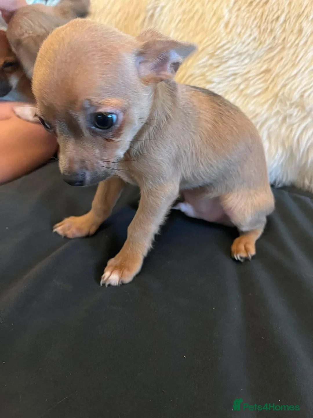 Chihuahua dogs for sale: Adorable Chihuahua Puppies Loving Forever Homes in Northampton - Advert 5
