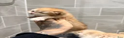 British Longhair cats for sale: Exceptional blh golden kittens  - Advert 13