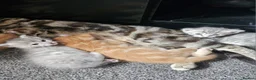 Mixed Breed cats for sale: Beautiful tabby cross kittens for sale  - Advert 2