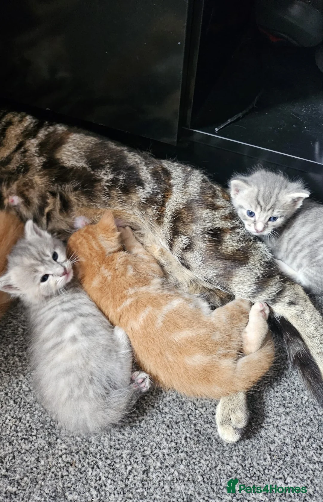 Mixed Breed cats for sale: Beautiful tabby cross kittens for sale  - Advert 2