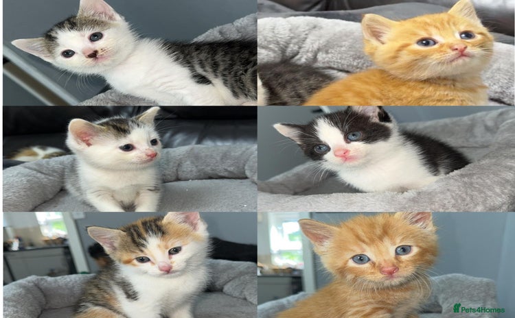 Mixed Breed cats - Advert 8