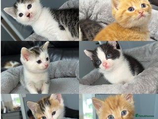 Mixed Breed cats - Advert 28