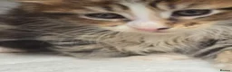 Maine Coon cats for sale: Beautiful Maine Coon Kittens Amazing Lines - Advert 17