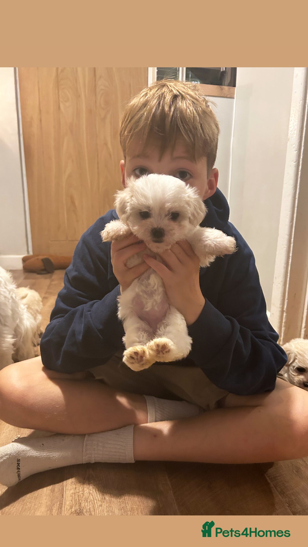 Maltese dogs for sale: ONE FEMALE Maltese Puppy *READY NOW* - Image 5