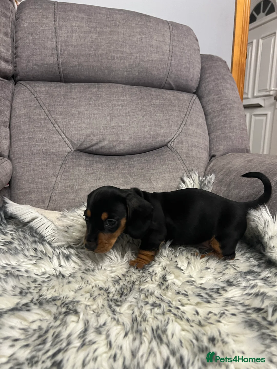 Dachshund dogs for sale: Adorable Dachshund puppies 4 boys 2 girls - Advert 11