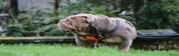 English Bulldog dogs for stud: Now proven English Bulldog at stud - Advert 13