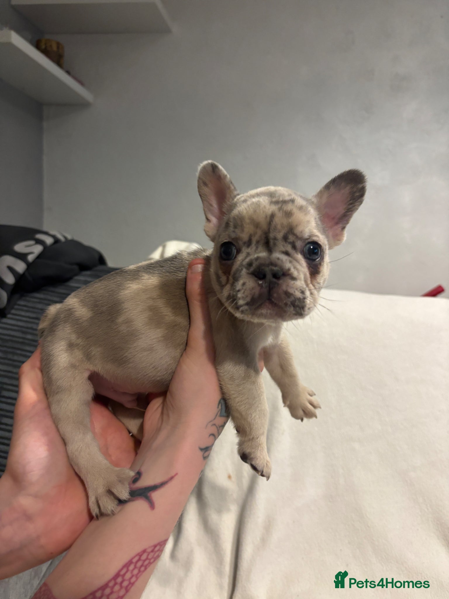 French Bulldog dogs Ready2 leave Friday, Frenchie pups🩷🩵 - Advert 13