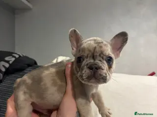French Bulldog dogs Frenchie pups🩷🩵 - Advert 10