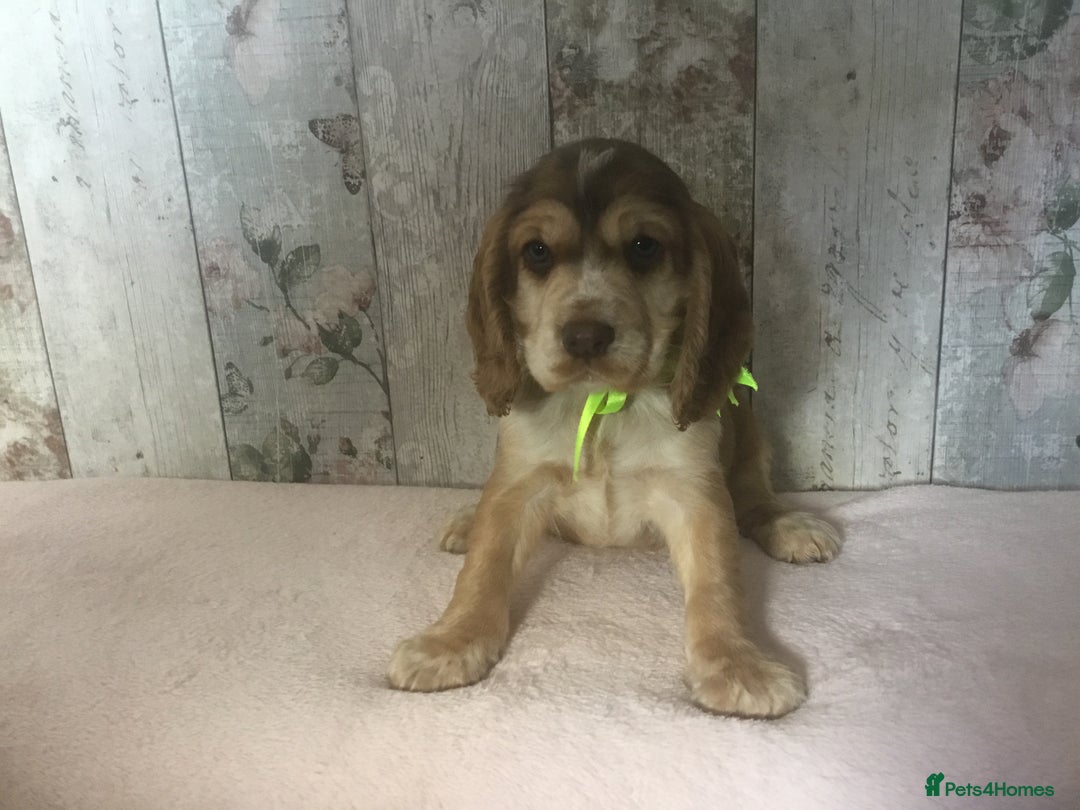 Cocker Spaniel dogs for sale: Adorable, Social, Confident KC reg Cocker pups - Image 19