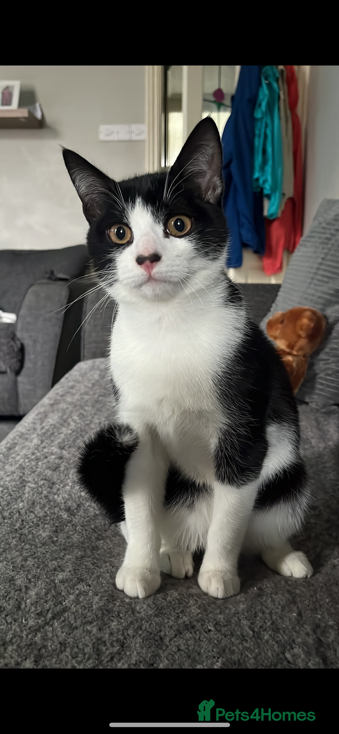 Mixed Breed cats for sale: Male cat 1 year 3 months  - Advert 2