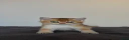 British Shorthair cats for sale: Adorable British shorthair kittens - Advert 19