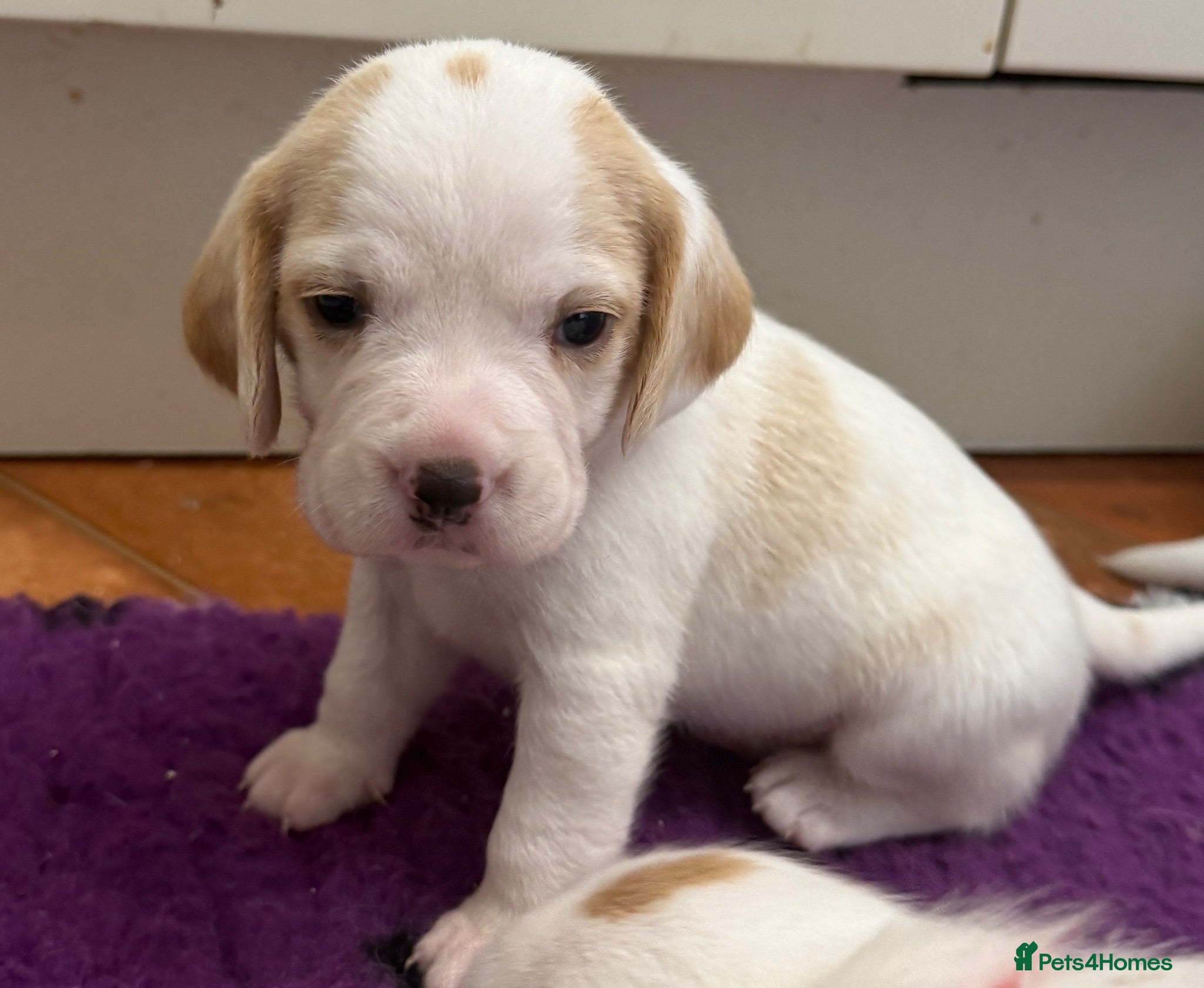 Beagle dogs Health Tested & Kennel Club Registered Beagle Pups - Advert 1