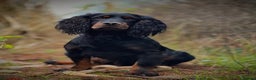 Cocker Spaniel dogs for stud: FTAW Black and Tan stud  in Crediton - Advert 4
