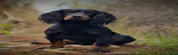 Cocker Spaniel dogs for stud: FTAW Black and Tan stud  in Crediton - Advert 4