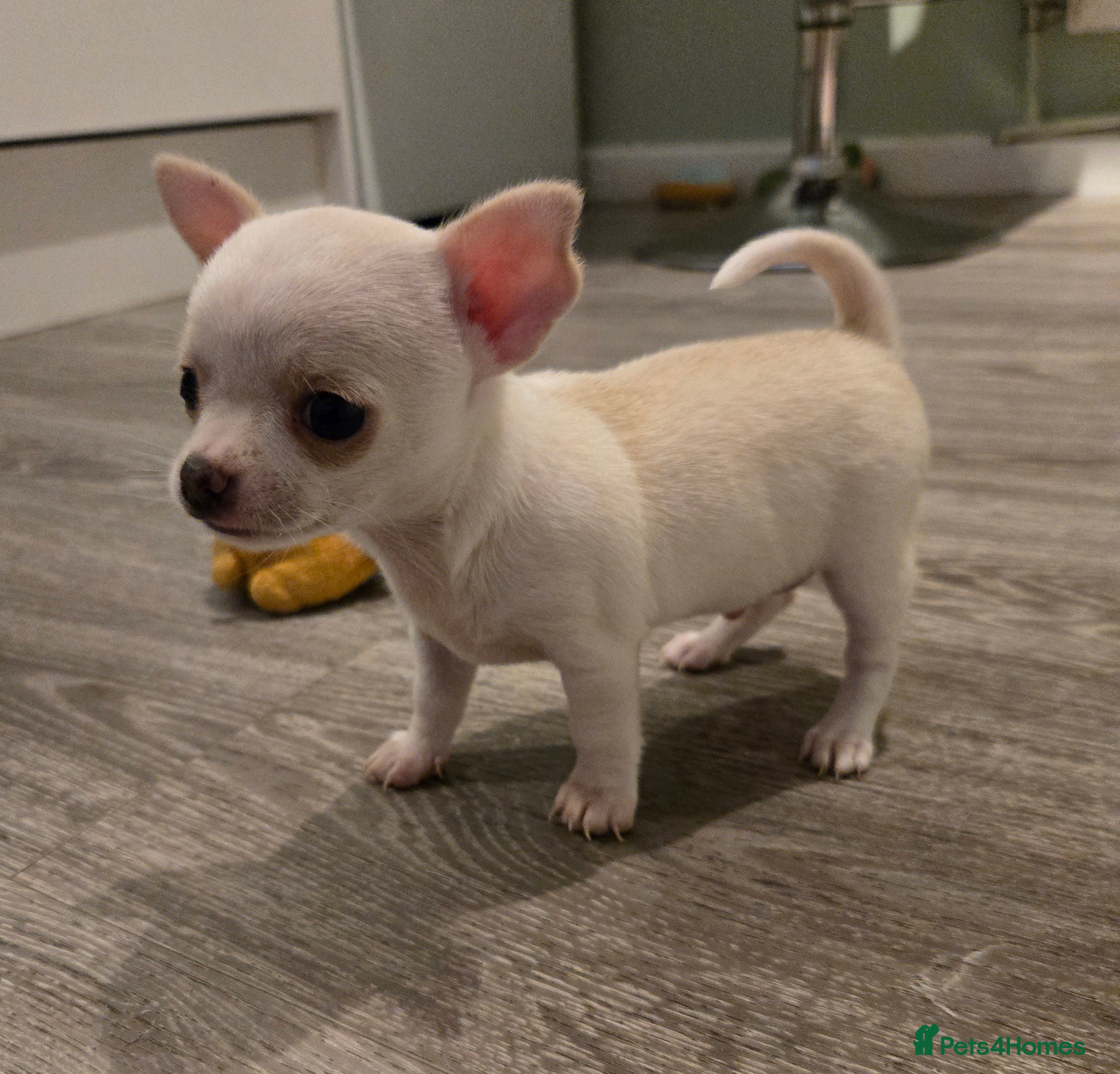 Chihuahua dogs Beautiful boy pedigree chihuahua  - Advert 11