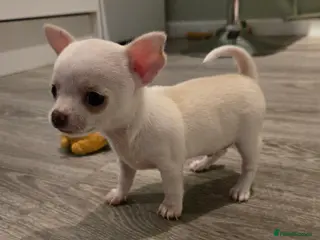 Chihuahua dogs Beautiful boy pedigree chihuahua - Advert 11