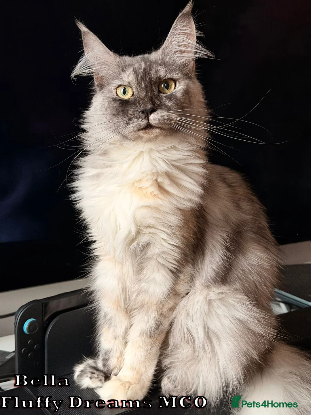 Maine Coon cats for sale: Active/Nonactive 2 boys 1 girl FluffyDreamsMCO - Advert 21