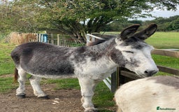 Donkey livestock for sale: Dolly and Moose, lovely Jenny donkeys - Image 9