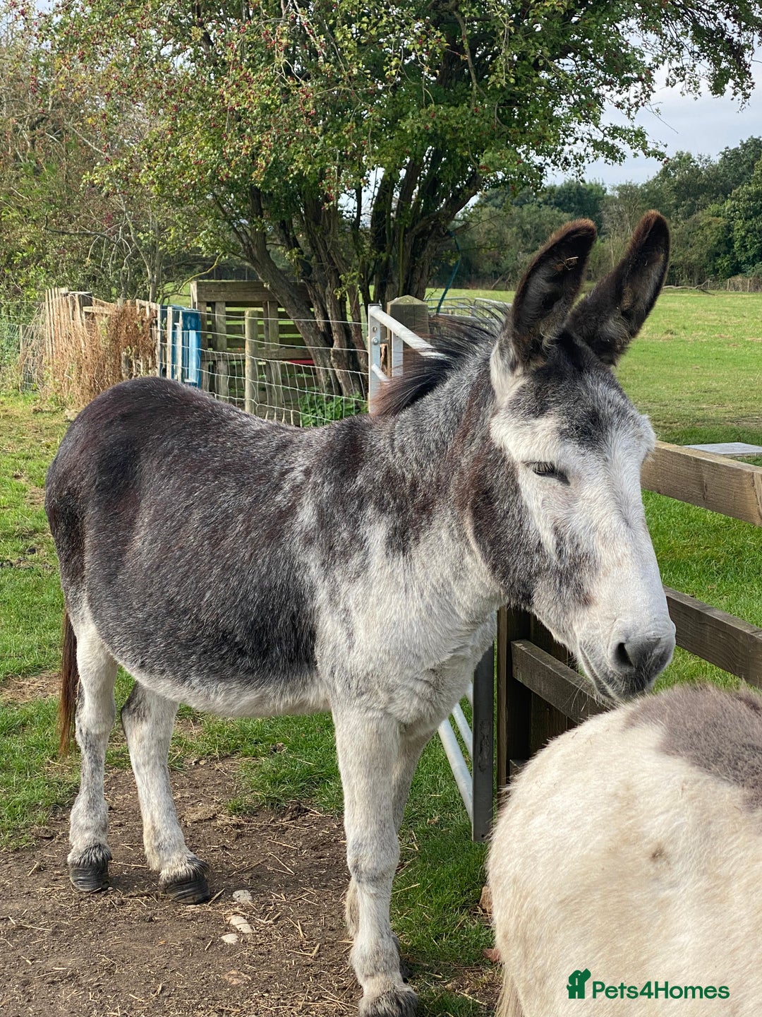 Donkey livestock for sale: Dolly and Moose, lovely Jenny donkeys - Image 9