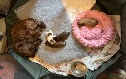 Shih Tzu dogs for sale: Adorable Shih Tzu puppies  - Image 16