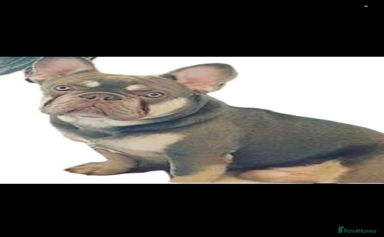 French Bulldog dogs Lilac and tan Frenchbulldog boy - Advert 1