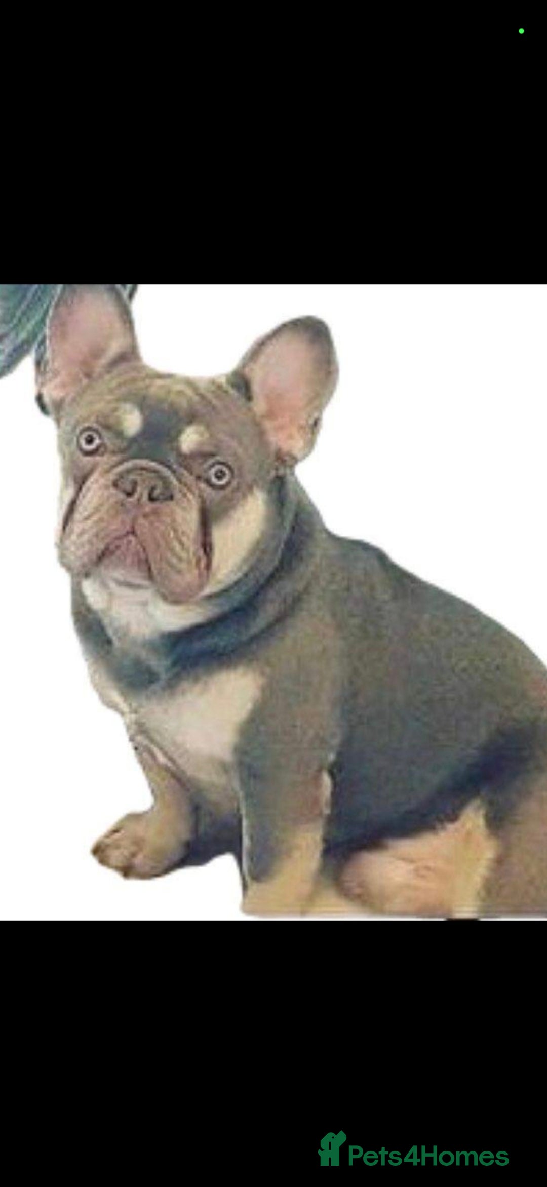 French Bulldog dogs for sale: Lilac and tan Frenchbulldog boy - Advert 1