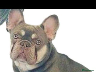 French Bulldog dogs Lilac and tan Frenchbulldog boy - Advert 2