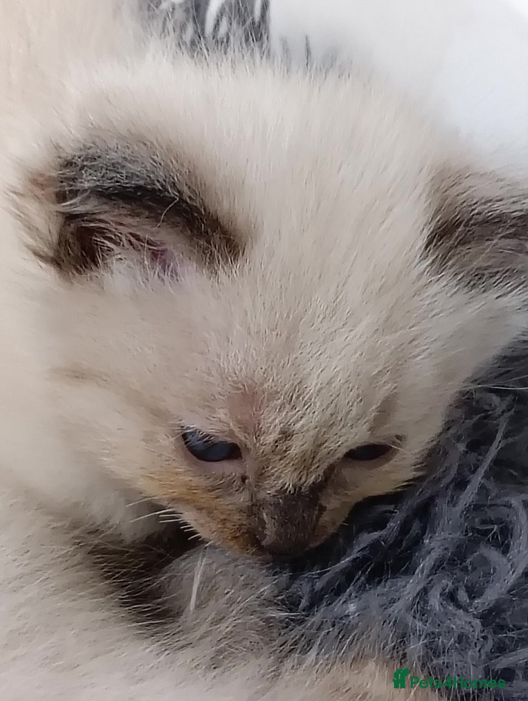 Ragdoll cats for sale: GCCF registered pedigree ragdoll kittens  - Advert 14