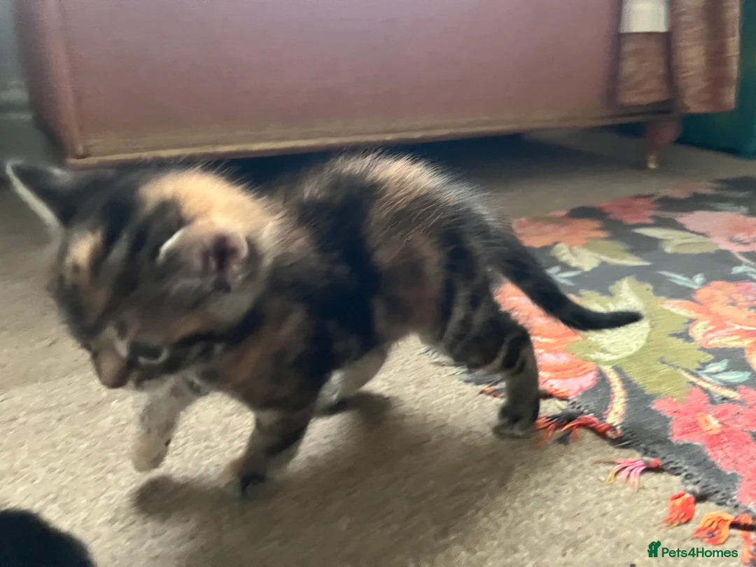 Mixed Breed cats for sale: Beautiful Tabby Kittens - Advert 2