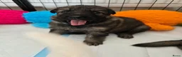 German Shepherd dogs for sale: 💥 READY TO LEAVE💥💕Lunas pups 💕 - Advert 33