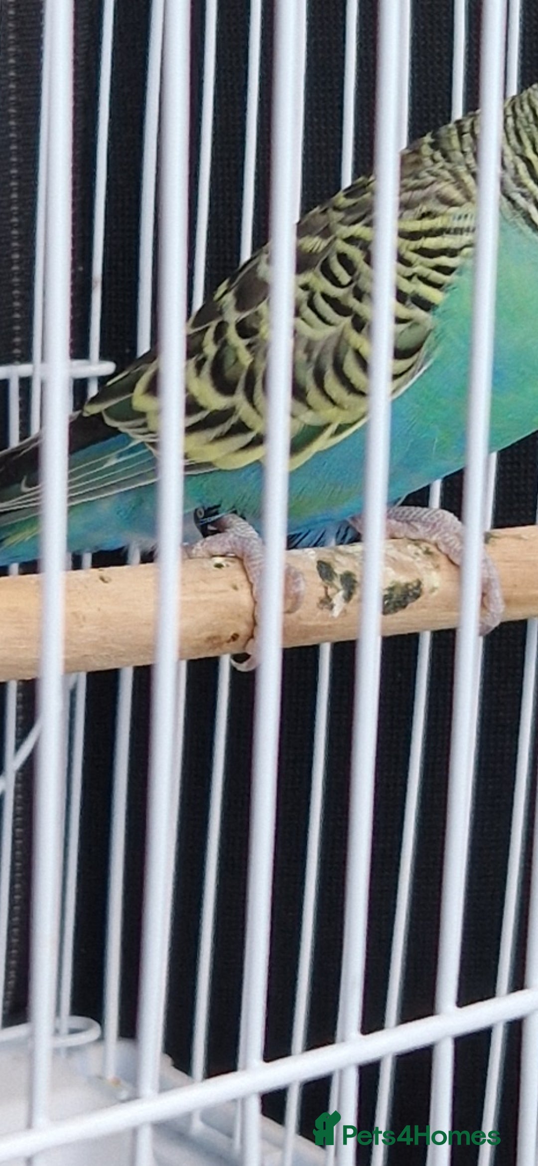 Budgerigars birds for sale: 1 male 1 female adult budgie £100 - Advert 3