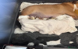 English Bulldog dogs for sale: Stunning little girl ready to go this weekend  - Image 7