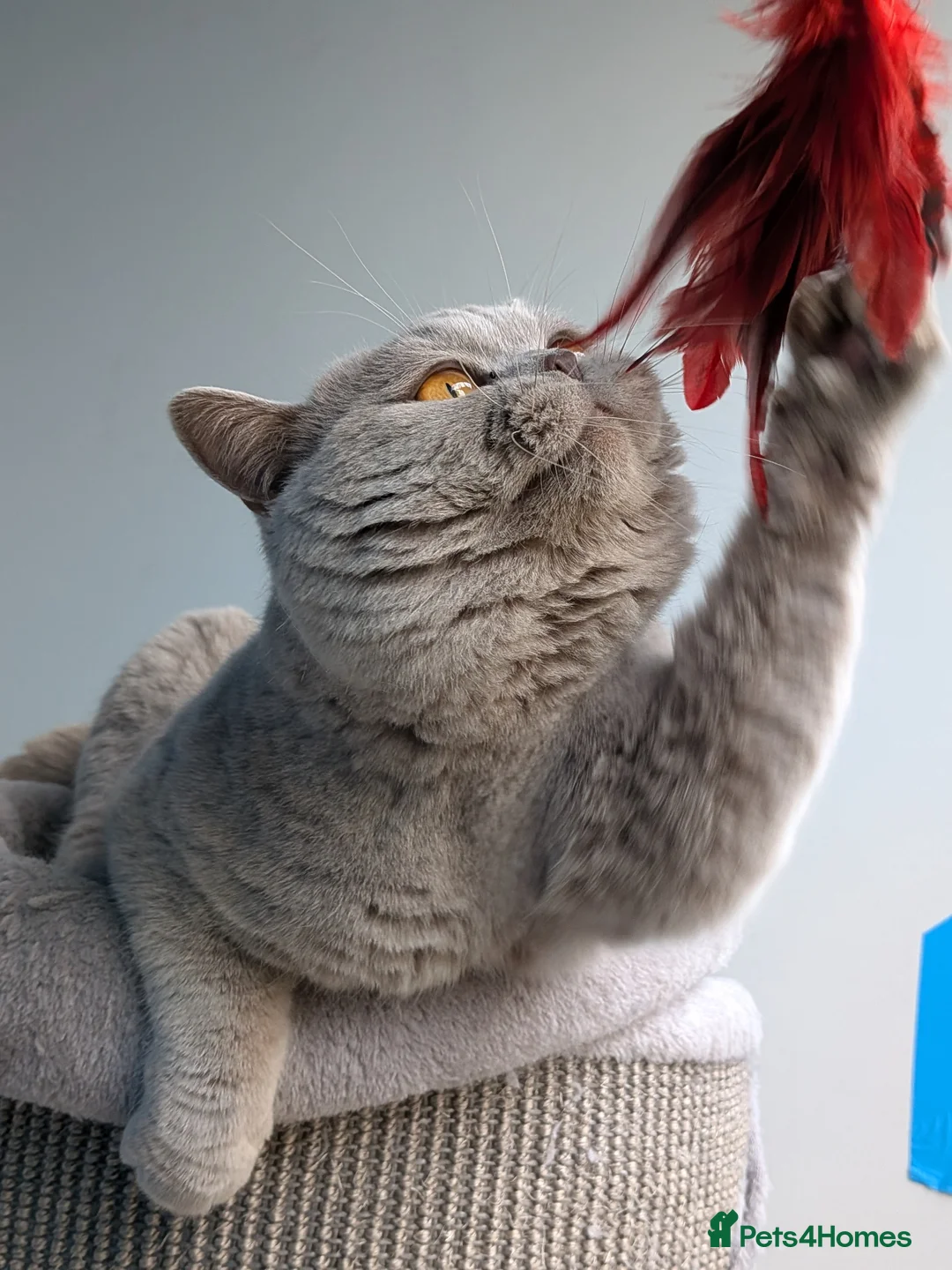 British Shorthair cats for stud: Lilac Champion Stud Derbyshire GCCF/TICA  in Derby - Advert 5