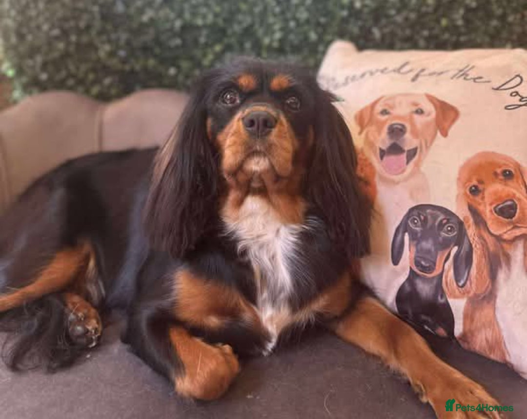 Cavalier King Charles Spaniel dogs for sale: Beautiful Cavalier King Charles Puppies - Image 7
